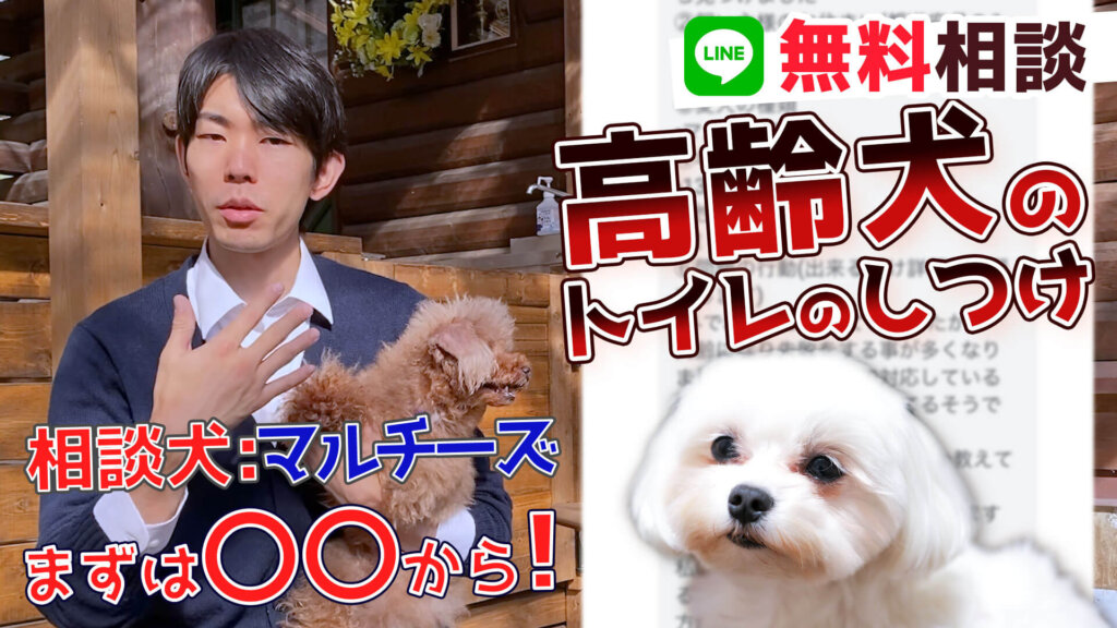 【マルチーズ 犬】親族の犬を引き取りたい!でもトイレトレーニングはどうすれば…!先住犬問題。