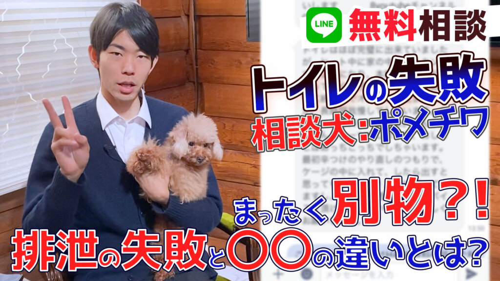 犬のしつけ専門家が解説【ポメラニアン×チワワ 犬】トイレの失敗には種類がある!?ヒートが原因でトイレを失敗
