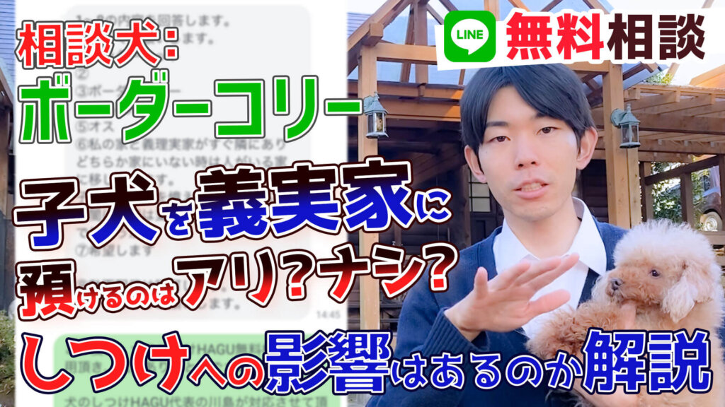 【ボーダーコリー 犬】子犬を2つの家に行き来させるのは有害？？しつけへの影響について解説します！
