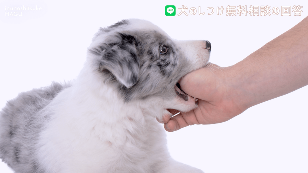 【ドッグトレーナー監修】すぐ噛む！初めて犬を飼う人向け簡単対処法 |ボーダーコリー