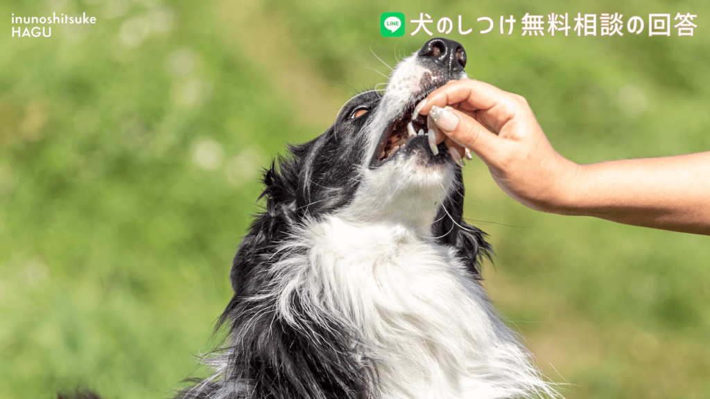 【ドッグトレーナー監修】すぐ噛む！初めて犬を飼う人向け簡単対処法 |ボーダーコリー