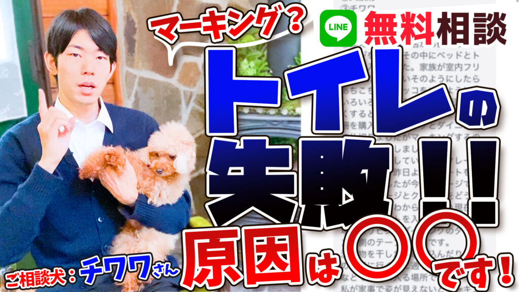 犬のしつけ専門家が解説 室内でマーキングをしちゃう 対処法は チワワ 犬のしつけ ハグ