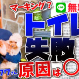 【チワワ 犬】室内でマーキングをしまう!子犬のトイレトレーニングに困っている人向けの簡単対処法をプロが解説!