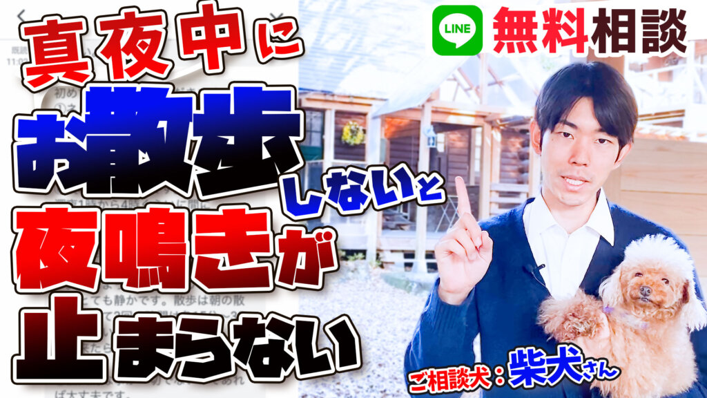 【夜鳴き 柴犬】深夜に吠えてお散歩を要求!続いていると危険かも!?どうすれば解決するのかプロドッグトレーナーが解説します!