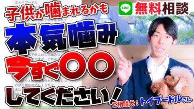 【犬のしつけ専門家が解説】4歳のトイプードルの噛み癖は治る？