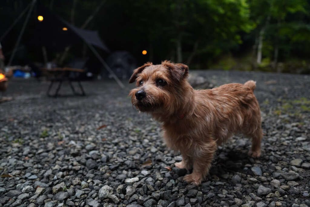 【犬と一緒の夏のキャンプ】フォークテリア 犬と一人暮らし