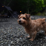 【犬と一緒の夏のキャンプ】フォークテリア 犬と一人暮らし