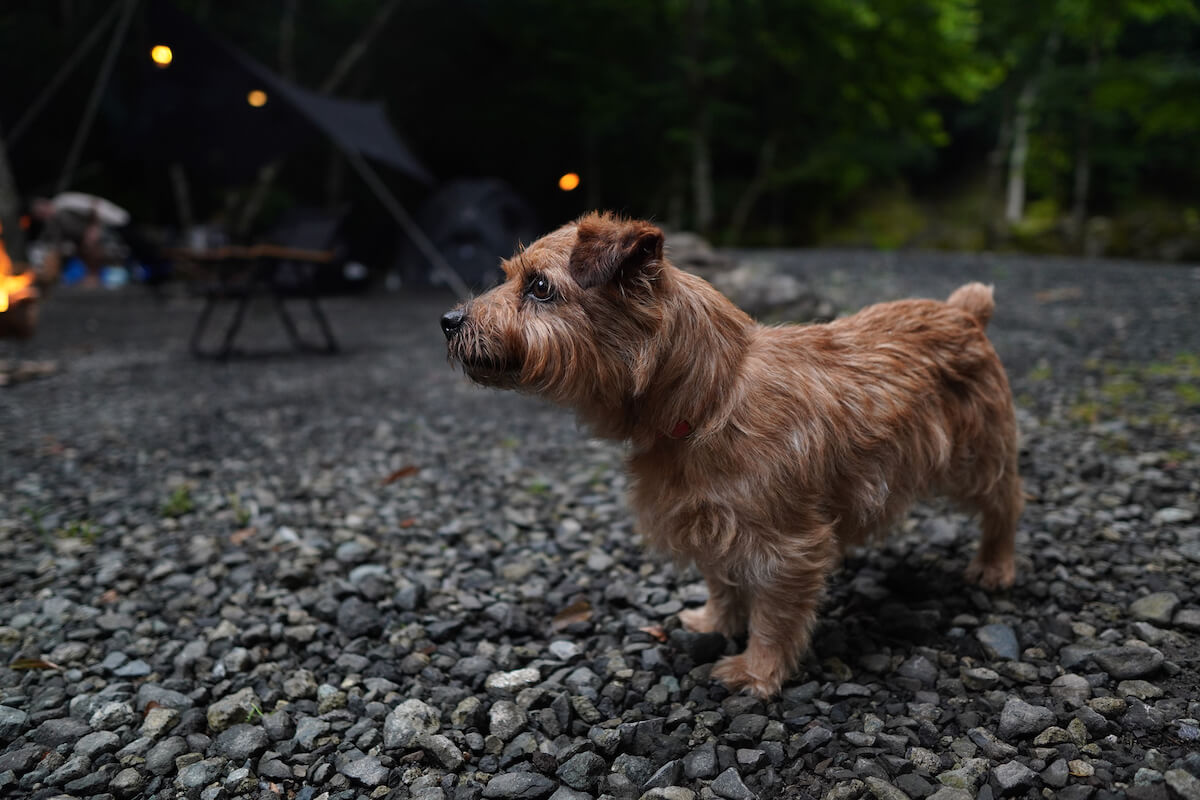 【犬と一緒の夏のキャンプ】フォークテリア 犬と一人暮らし