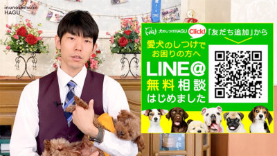 【犬のしつけ専門家が解説】多頭飼いで気を付けるべきこととは？