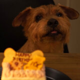 【9回目の夏】フォークテリア 犬と一人暮らし