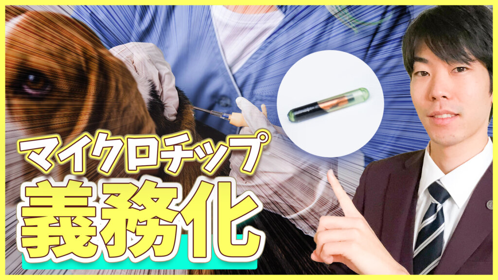 犬のマイクロチップ義務化についてドッグトレーナーが本音で語ります！【犬と猫のマイクロチップ情報登録】