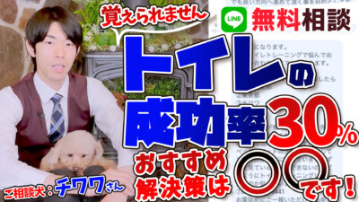 【犬のトイレの失敗】排泄成功率30％はかなり低い！飼い主の対応次第で失敗することはありません！【しつけ相談】