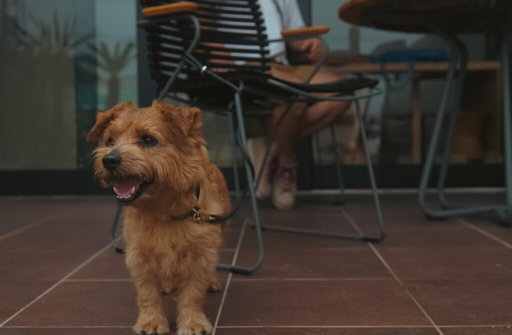 夏の終わりに【フォークテリア 犬と一人暮らし】