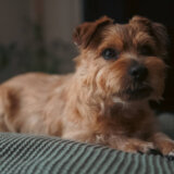 Emergency Card【ノーフォークテリア】Webデザイナー雪丸崇一さん愛犬バズと暮らす鎌倉生活