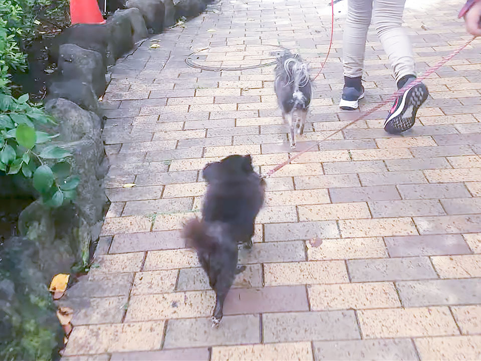 ブリッジフォースマイル お仕事体験