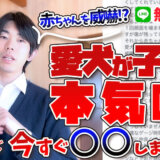 【ペキニーズ】愛犬が赤ちゃんを本気噛み!威嚇が止まらないのは〇〇が原因かも!