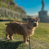 ワンコのためのエンディングノート【ノーフォークテリア】Webデザイナー雪丸崇一さん愛犬バズと暮らす鎌倉生活