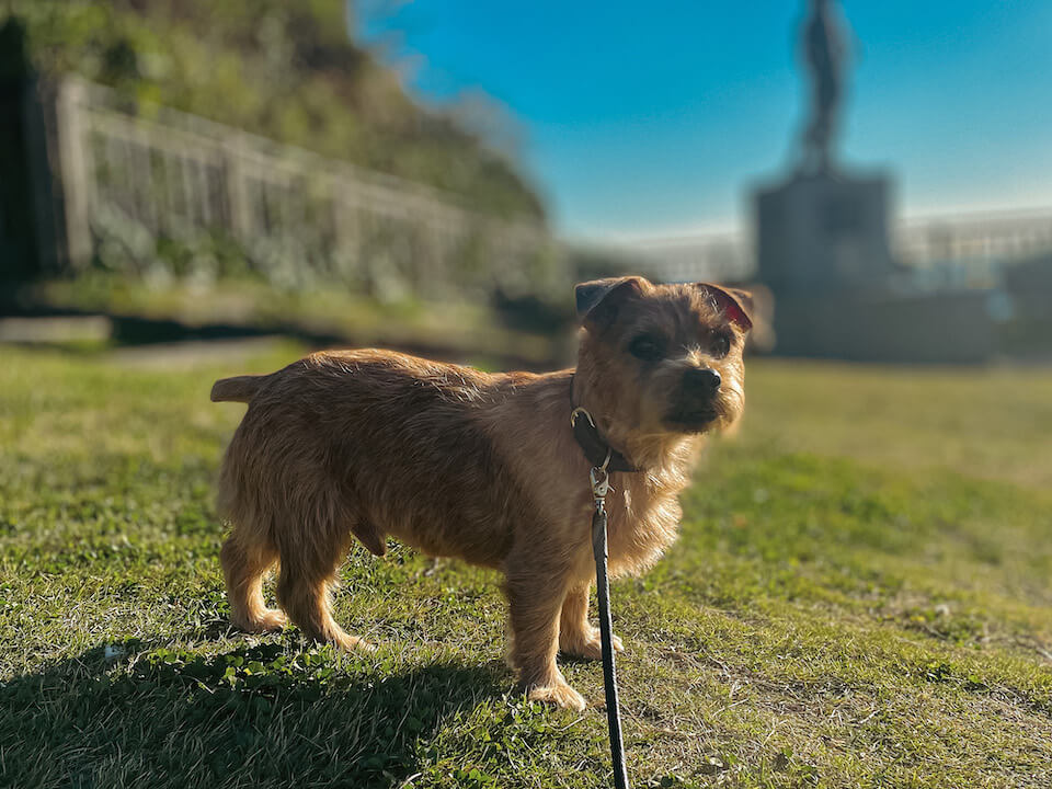 ワンコのためのエンディングノート【ノーフォークテリア】Webデザイナー雪丸崇一さん愛犬バズと暮らす鎌倉生活