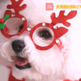 【ドッグトレーナーが解説】愛犬にクリスマスにやりがちなこと3選