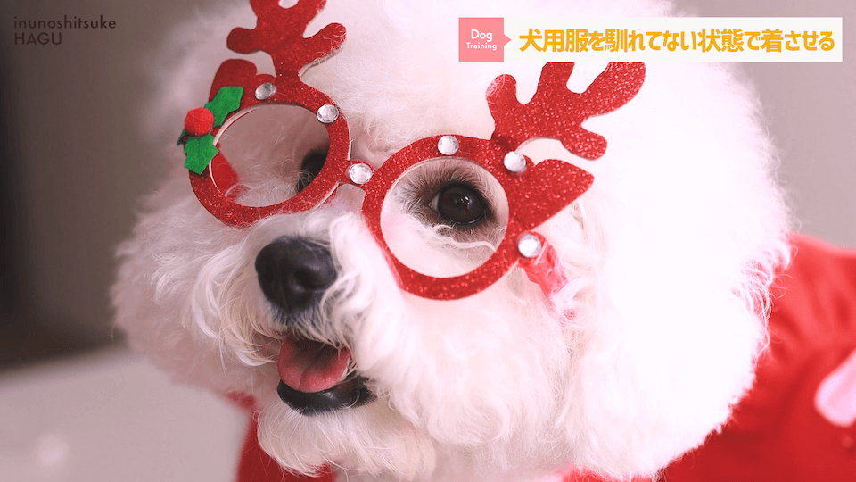【ドッグトレーナーが解説】愛犬にクリスマスにやりがちなこと3選