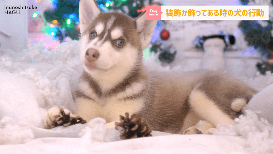 【ドッグトレーナーが解説】愛犬にクリスマスにやりがちなこと3選