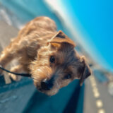 初めての日帰り入院【ノーフォークテリア】Webデザイナー雪丸崇一さん愛犬バズと暮らす鎌倉生活