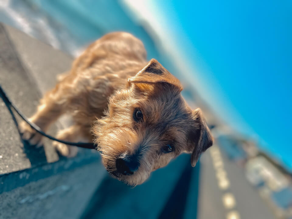 初めての日帰り入院【ノーフォークテリア】Webデザイナー雪丸崇一さん愛犬バズと暮らす鎌倉生活