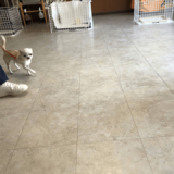 東京の文京区の犬のしつけ教室「犬のしつけHAGU」で 【CSR】企業としての取り組み仕事体験を実施茗台中学校の皆様ありがとうございます！