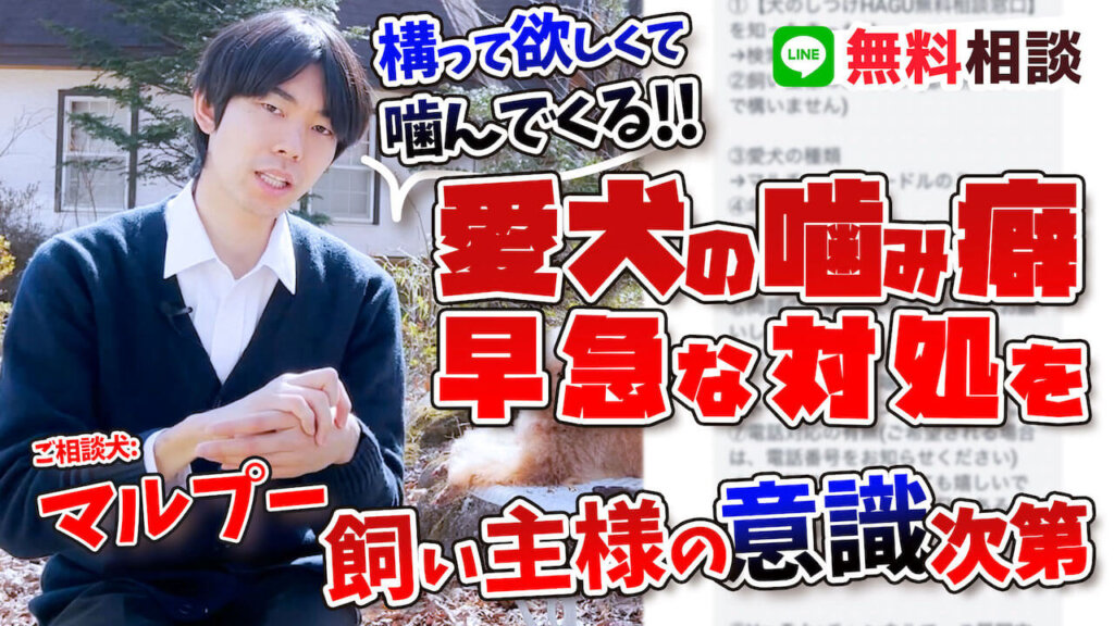 【マルプー】構って欲しくて噛んでる愛犬…もっとひどい事になる前に止めましょう!