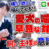 【マルプー】構って欲しくて噛んでる愛犬…もっとひどい事になる前に止めましょう！