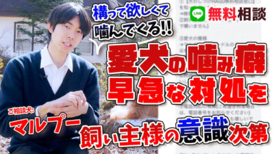 【マルプー】構って欲しくて噛んでる愛犬…もっとひどい事になる前に止めましょう！