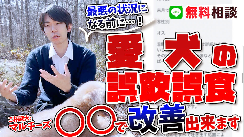 【マルチーズ】愛犬の誤飲誤食はクレートでの管理と〇〇に集中をさせることで改善できます！