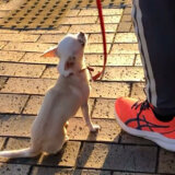 犬のしつけHAGU仕事体験インターンシップ(冬休み)