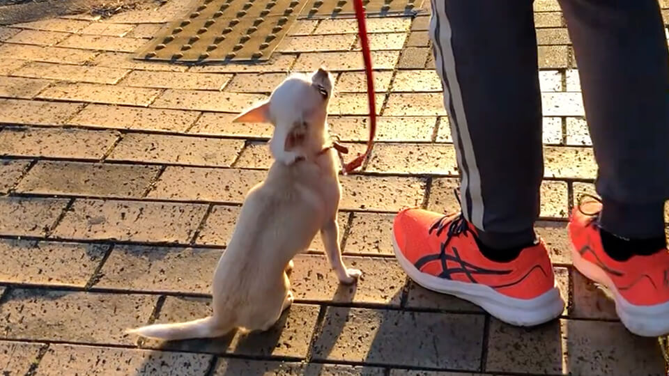 犬のしつけHAGU仕事体験インターンシップ(冬休み)