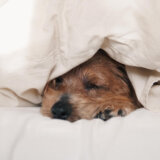 我が家のスマート家電化が止まらない【ノーフォークテリア】Webデザイナー雪丸崇一さん愛犬バズと暮らす鎌倉生活