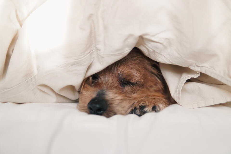 我が家のスマート家電化が止まらない【ノーフォークテリア】Webデザイナー雪丸崇一さん愛犬バズと暮らす鎌倉生活