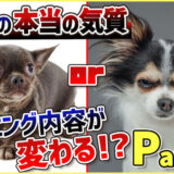 【Part.4 気質】しつけ方法&生活環境は愛犬の気質に合わせないと大変な事に…!【わんちゃんの性格は不変!】