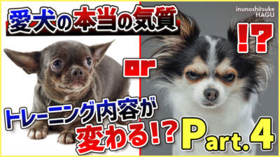 【Part.4 気質】しつけ方法&生活環境は愛犬の気質に合わせないと大変な事に…！【わんちゃんの性格は不変！】