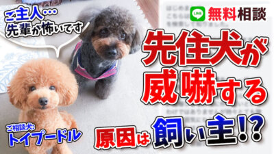 【トイプードルの多頭飼い】先住犬さんの威嚇は愛情表現の差？！どうすればいいのか解説致します！