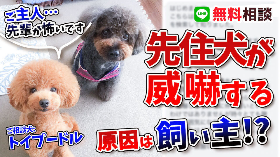 【トイプードルの多頭飼い】先住犬さんの威嚇は愛情表現の差？！どうすればいいのか解説致します！