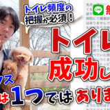 【チワックス】トイレ成功率30%は超やばい!失敗してる理由は複数あります!