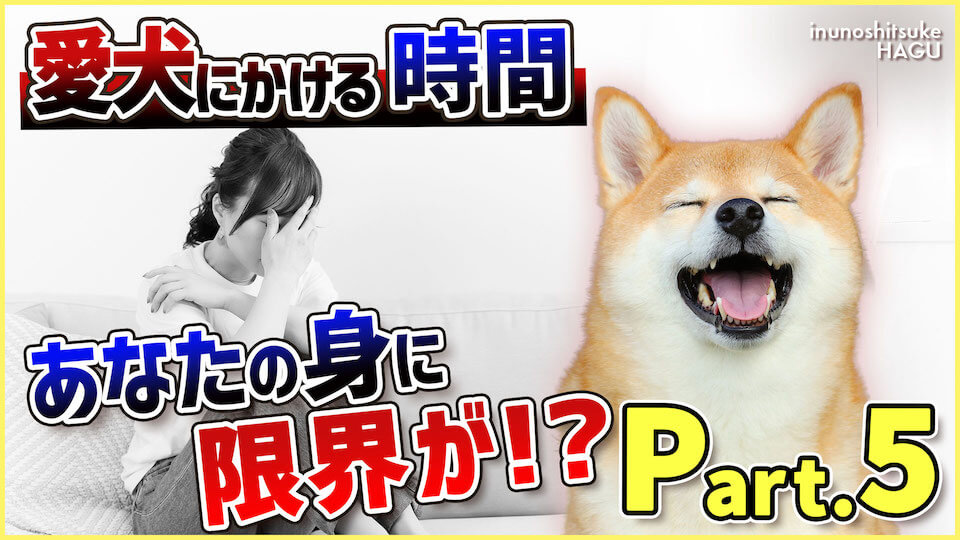 【Part.5 時間 労力】私生活がどんどん無くなる…!?愛犬との生活では何に時間を使ってしまうか解説!