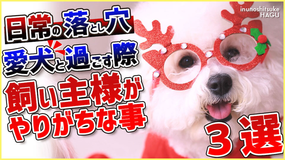【注意喚起】良かれと思ったことが裏目に？！ワンちゃんにしがちな飼い主の行動3選！
