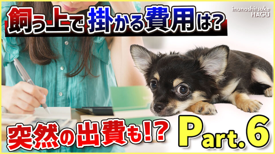 【Part.6 お金】ワンちゃんの購入は計画的に!飼い続けるうえで費用が掛かる要因はたくさんあります!