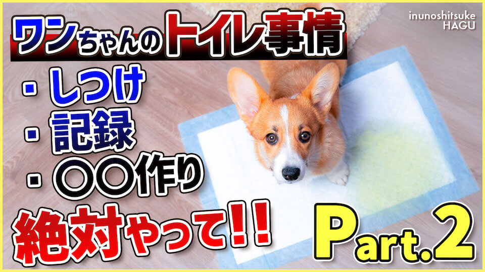 【Part.2 トイレ】しつけが必須！？ワンちゃんの排せつ事情の真実！