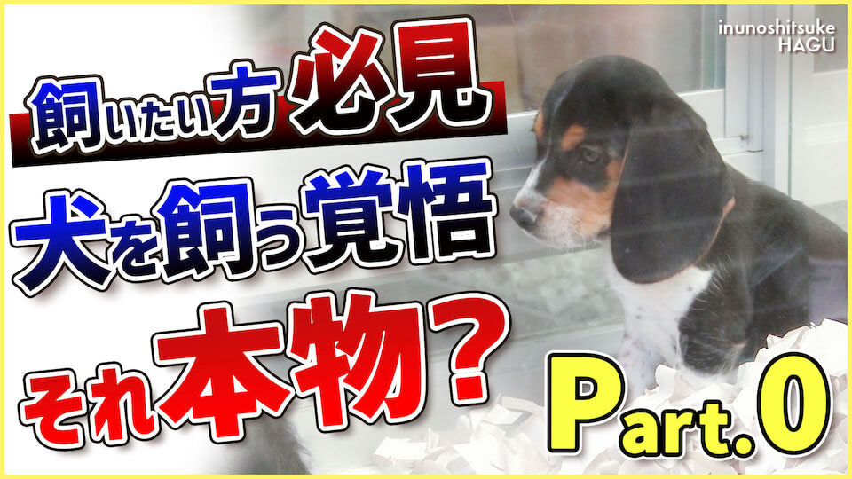 【Part.0】わんちゃんを飼うという意味…本当に分かってますか?【今シリーズについて】