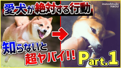 【Part.1 行動】ただ可愛がるだけじゃダメ！わんちゃんが手間がかかる理由と行動を解説！