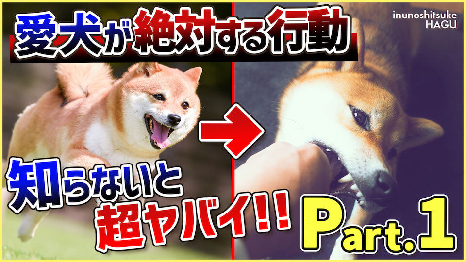 【Part.1 行動】ただ可愛がるだけじゃダメ！わんちゃんが手間がかかる理由と行動を解説！