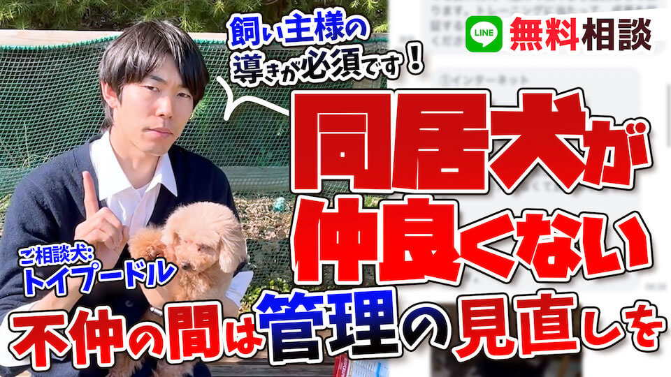 トイプードル】現在同居中の２匹のトイプードル…！先住犬との仲が悪い時は飼い主様の行動で改善が出来ます！ | 犬のしつけ ハグ