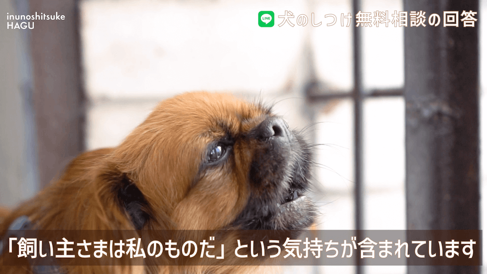【トイプードルの多頭飼い】先住犬さんの威嚇は愛情表現の差？！どうすればいいのか解説致します！